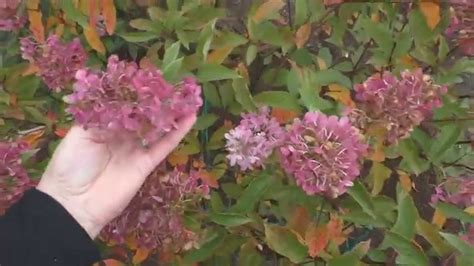 Гортензия метельчатая. Слаборазвитый куст - YouTube