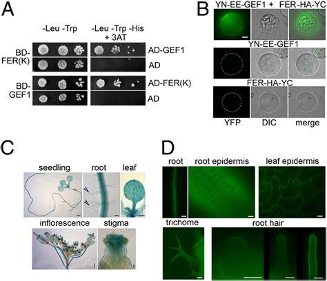 Feronia Receptor Like Kinase Regulates Rho Gtpase Signaling Of Root