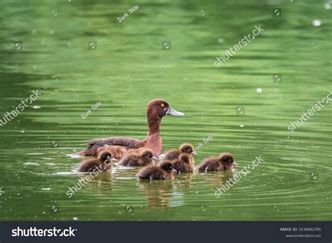 Female Tufted Duck Swims Her Ducklings Stock Photo