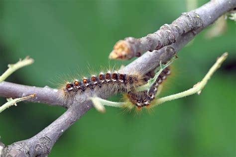 How To Treat A Browntail Moth Rash