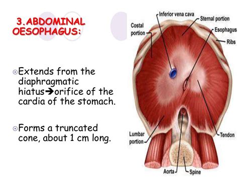 anatomy of esophagus by dr ravindra daggupati