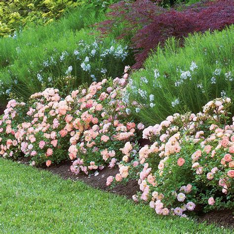 Buy Peach Drift® Rose Bush - Compact Groundcover | Perfect Plants