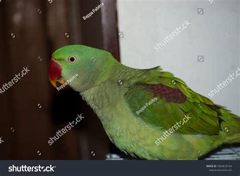 Indian Ringneck Parrot Talking Playing House Stock Photo Edit Now