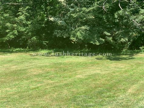 Healthy Lawn Report: How to Mow Two-Foot Tall Grass (Main Lawn) - Lush ...