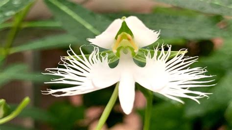 White Egret Orchid