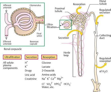 Steps Of Urine Formation In Nephron At Melissa Tommy Blog