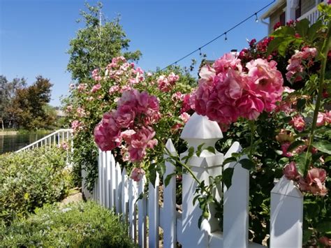 White Picket Fence With Roses