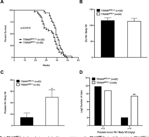 Figure 1 From Macrophage Inhibitory Cytokine 1 MIC 1 GDF 15 Gene