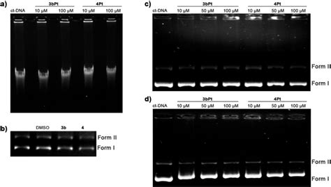 Agarose Gel Electrophoresis Of G Calf Thymus Dna A Or