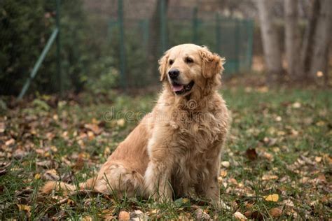 Old golden retriever dog stock image. Image of friend - 149207293