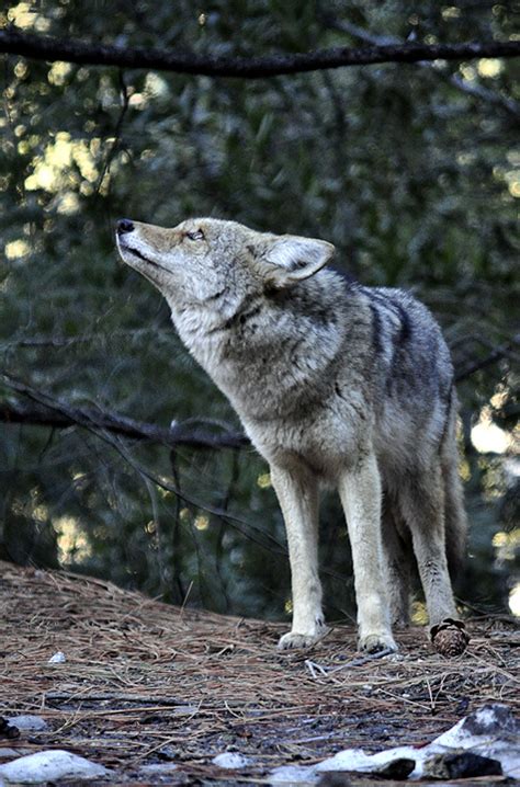 Woodland Shoppers Paradise: Yosemite in Winter - 3 of 3