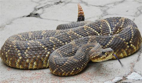 South American Rattlesnake Facts Distribution And Population Biodb