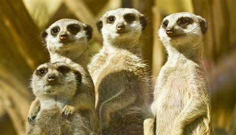 African Animal Facts: Interesting Facts About Meerkats