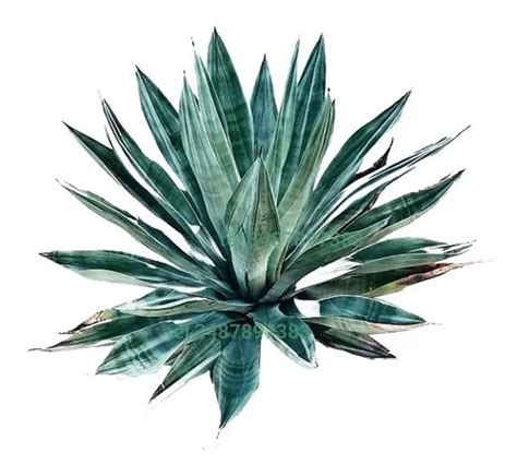 Plantas De Agave Azul Mezcal De Jalisco En Venta En Arandas Jalisco