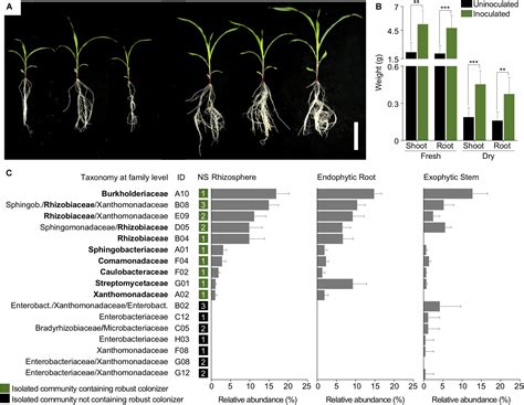 Frontiers Genome Sequences Of A Plant Beneficial Synthetic Bacterial