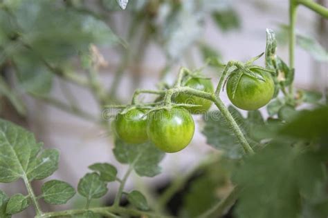 Growing Unripe Purple Passion Fruit In Vine Species Passiflora Edulis