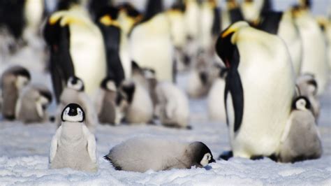 Satellites Used To Spot New Emperor Penguin Colonies In The Antarctic From Space Sky News