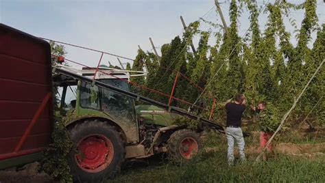 En vidéo Initiation à la récolte du Houblon à la Houblonnière Pfister