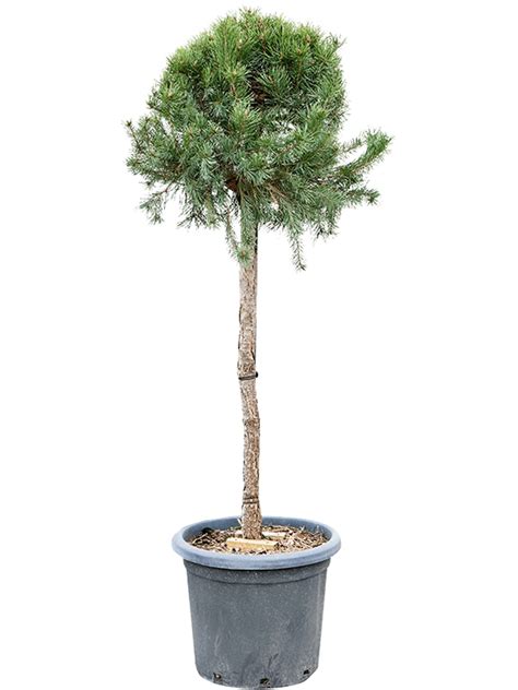 Pinus Sylvestris Watereri Nana Hochstamm Terrapalme Heim Und