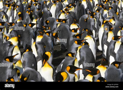 King Penguin colony Stock Photo - Alamy