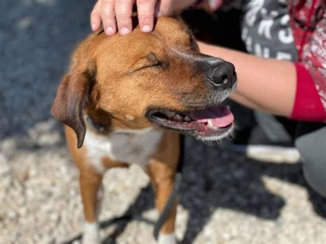 Dog In Texas Shelter Over A Year Returned After A Day With New Owners