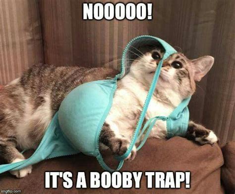 Of The Best Cat Memes The Internet Has Ever Made