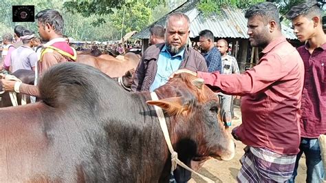 আজ শুক্রবার ৮ ডিসেম্বর২৩ চট্টগ্রামের ব্যবসায়ী কত টাকা মন দরে মাংসের ওজন ষাঁড় গরু কিনলেন