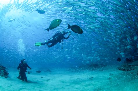 Scuba Diving Visit Los Cabos Excursions In Cabo San Lucas San