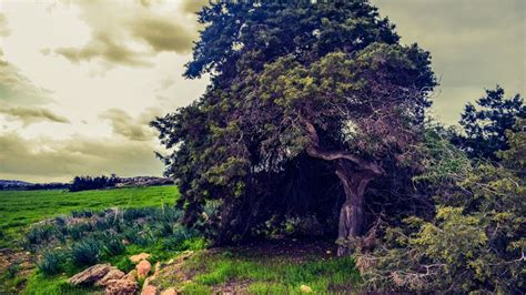 Tree Field Grass Summer Clouds 4k HD Wallpaper