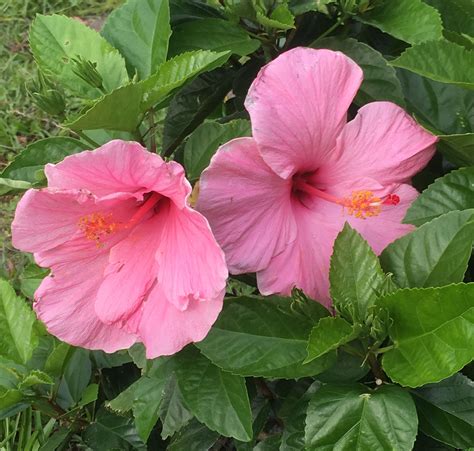 Hibiscus Seminole Pink Live Plant In A 3 Gallon Pot Hibiscus Rosa Wekiva Foliage