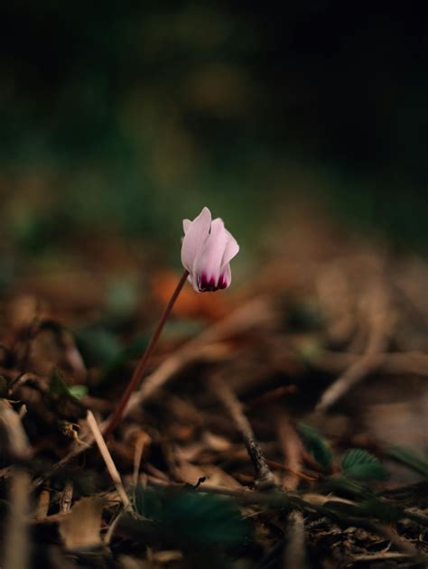 Cyclamen Photos, Download The BEST Free Cyclamen Stock Photos & HD Images