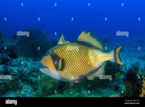 Titan Triggerfish With Its Trigger Extended On A Tropical Coral Reef