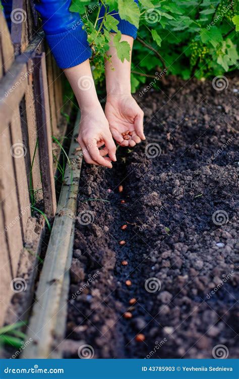 Mujer Que Planta Las Semillas En El Jard N Imagen De Archivo Imagen