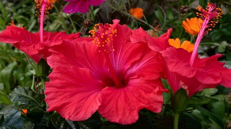 Hibiscus Wallpapers, Pictures, Images