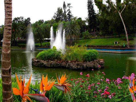 Solve Botanical Garden Madeira Island Jigsaw Puzzle Online With Pieces