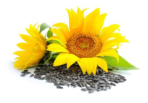 Health Benefits Of Sunflower Seeds Bare Creations No Bake Energy