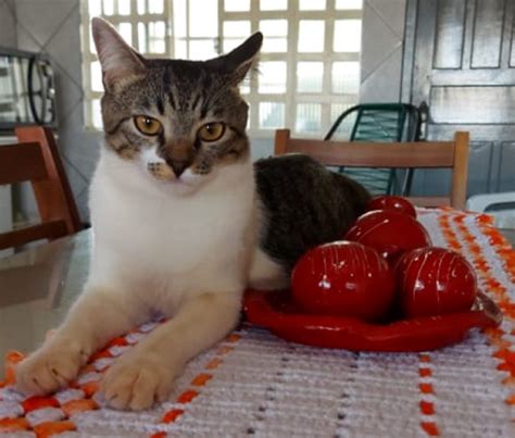 Gato Simba Desapareceu De Resid Ncia No Bairro Parque Verde Cgn