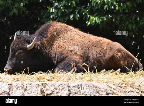 An American Bison species seen in its habitat during a species conservation program, the zoo has ...