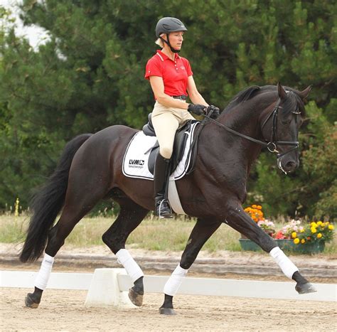 The Dressage Horse Dressage Horses, Horse Equestrian, Cute Horses ...