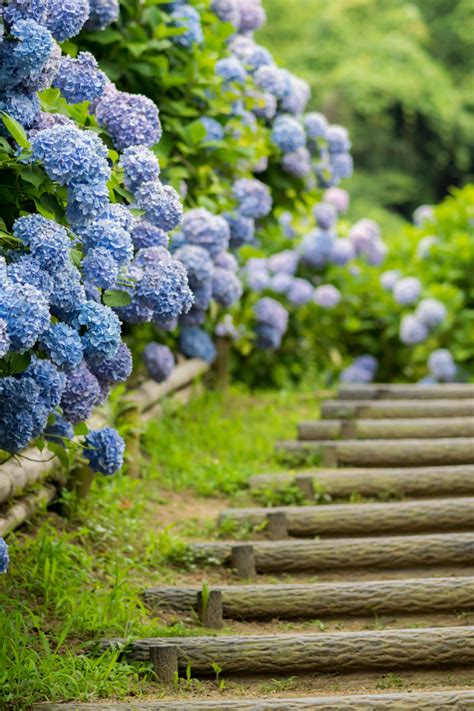 The Fatal Gift of Beauty, lifeisverybeautiful: Hydrangea, Osaka, Japan via...