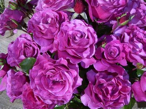 Long Stemmed Rose Hybrid Tea Shocking Blue 175mm Pot Dawsons Garden