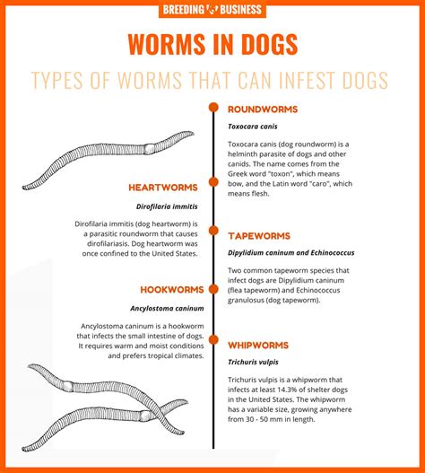 Worms in Dogs – Prevention, Dog Worm List, Treatment & FAQs