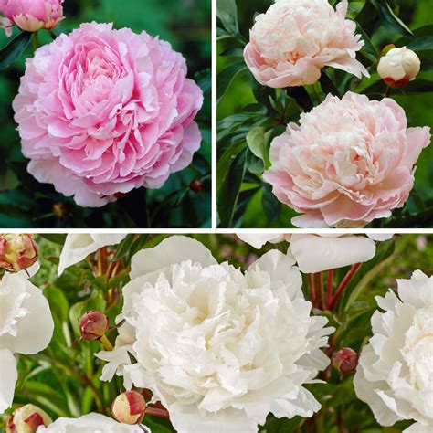 Paeonia Mix Pink White Set Di 4 Peonie Rosa Bianco FloraStore