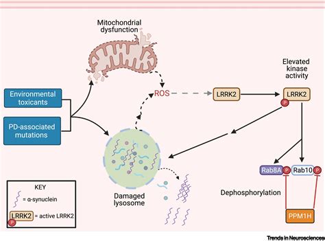 LRRK2 And Idiopathic Parkinsons Disease Trends In Neurosciences