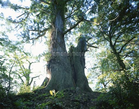 杉之当の大杉県指定天然記念物 糸魚川市 新潟県の写真素材 Fyi03201618 ストックフォトのamanaimages Plus