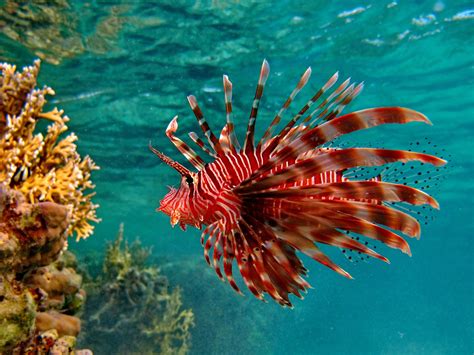 Рыба - крылатка, рыба - лев, львиная скорпена (лат. Pterois volitans ...