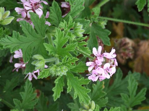 The Benefits And Uses Of Geranium Pelargonium In Your Garden And Home