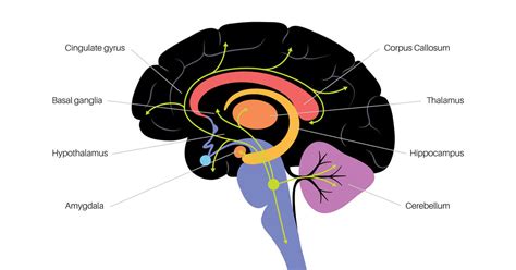 The Brain Science Behind Anxiety