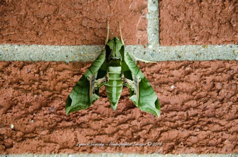 Pandorus Sphinx From Dupage County IL USA On July 3 2018 At 12 46 PM