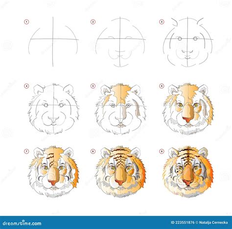 C Mo Aprender A Dibujar Un Boceto De Cabeza De Tigre Creaci N Paso A